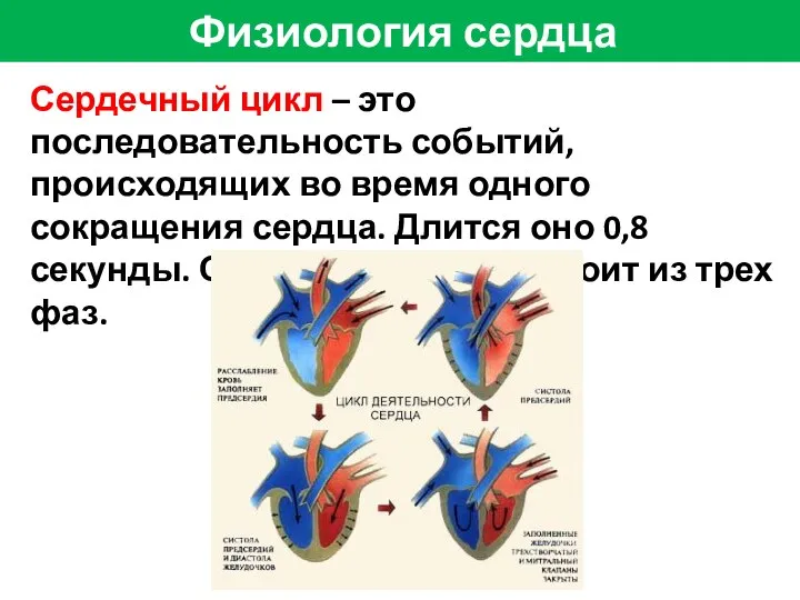 Сердечный цикл – это последовательность событий, происходящих во время одного сокращения
