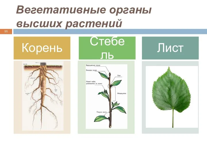 Вегетативные органы высших растений