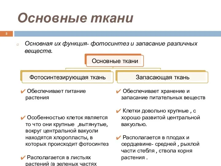 Основные ткани Основная их функция- фотосинтез и запасание различных веществ. Обеспечивает