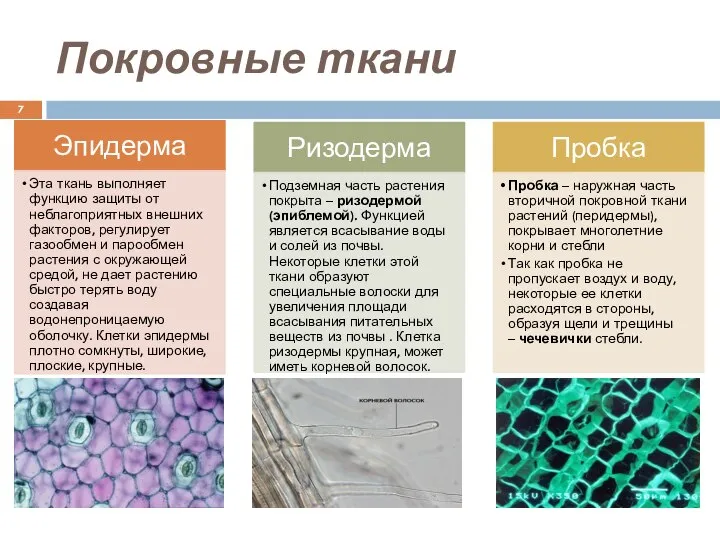 Покровные ткани