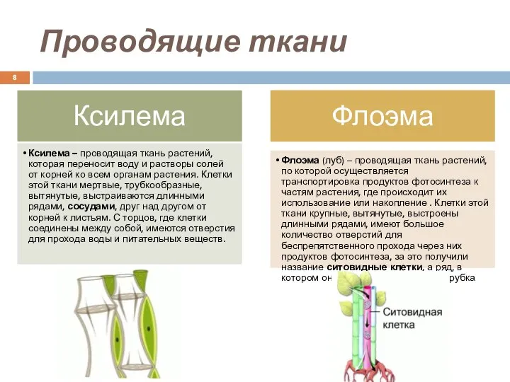 Проводящие ткани