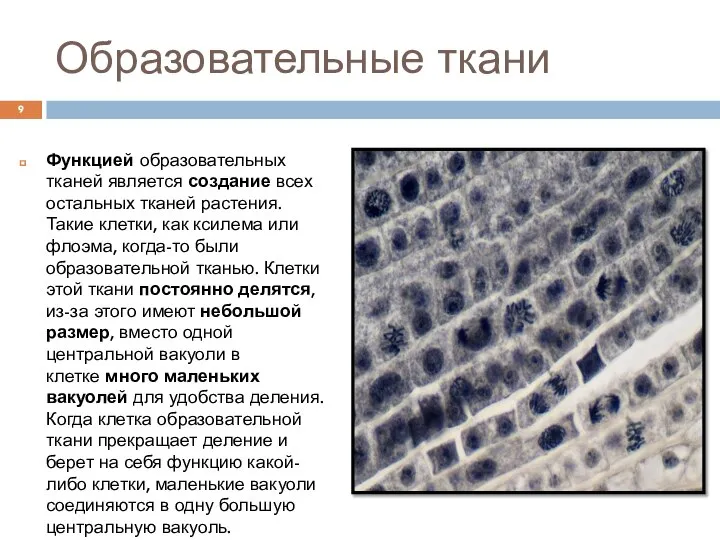 Образовательные ткани Функцией образовательных тканей является создание всех остальных тканей растения.