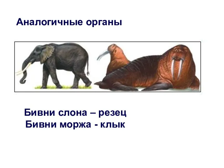 Аналогичные органы Бивни слона – резец Бивни моржа - клык
