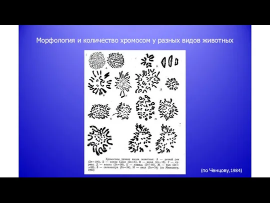 Морфология и количество хромосом у разных видов животных (по Ченцову,1984)