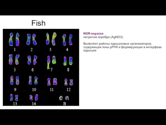 Fish NOR-окраска нитратом серебра (AgNO3). Выявляют районы ядрышковых организаторов, содержащих гены