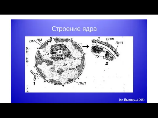 Строение ядра (по Быкову.,1998)