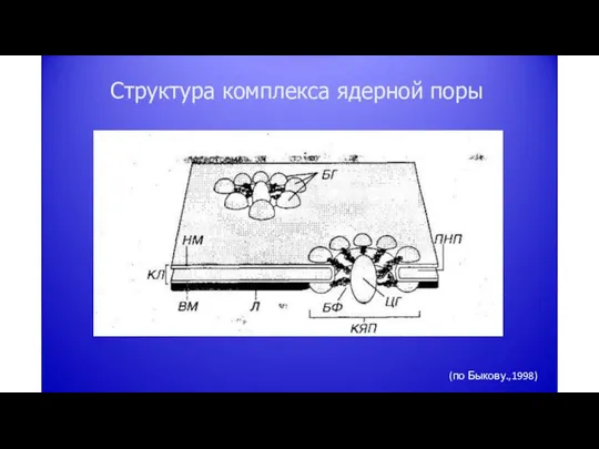 Структура комплекса ядерной поры (по Быкову.,1998)