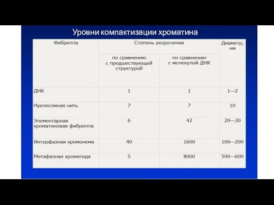 Уровни компактизации хроматина