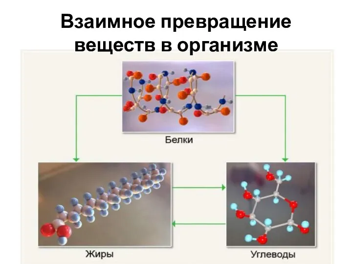 Взаимное превращение веществ в организме