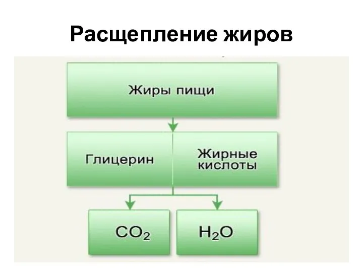 Расщепление жиров