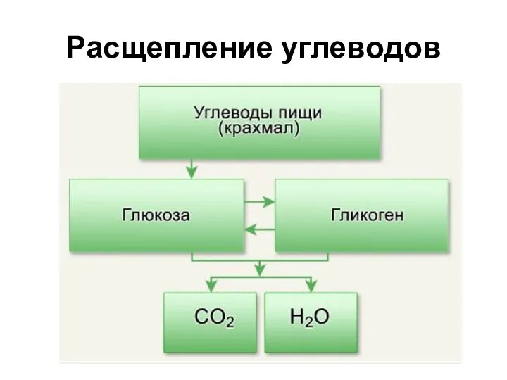 Расщепление углеводов