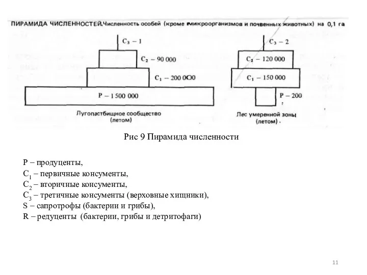 Р – продуценты, С1 – первичные консументы, С2 – вторичные консументы,