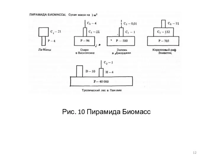 Рис. 10 Пирамида Биомасс