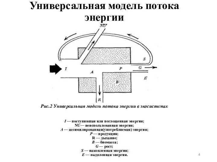 Универсальная модель потока энергии Рис.2 Универсальная модель потока энергии в экосистемах