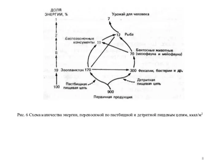 Рис. 6 Схема количества энергии, переносимой по пастбищной и детритной пищевым цепям, ккал/м2