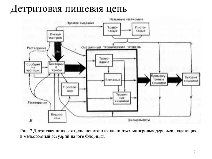 Детритовая пищевая цепь Рис. 7 Детритная пищевая цепь, основанная па листьях