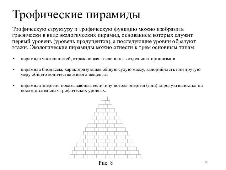 Трофические пирамиды Трофическую структуру и трофическую функцию можно изобразить графически в