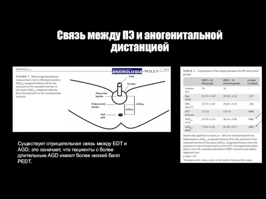 Связь между ПЭ и аногенитальной дистанцией Cуществует отрицательная связь между EDT