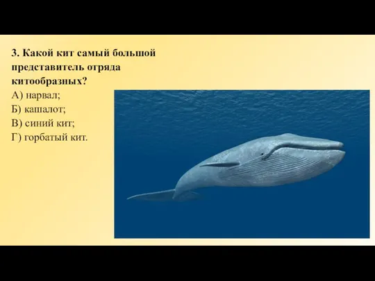 3. Какой кит самый большой представитель отряда китообразных? А) нарвал; Б)