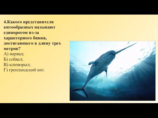 4.Какого представителя китообразных называют единорогом из-за характерного бивня, достигающего в длину