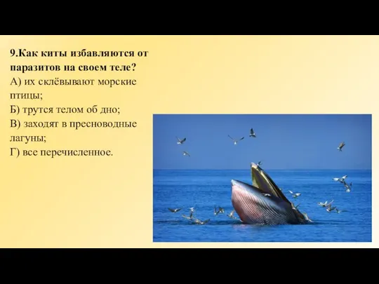 9.Как киты избавляются от паразитов на своем теле? А) их склёвывают