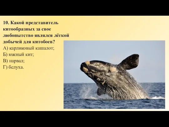 10. Какой представитель китообразных за свое любопытство являлся лёгкой добычей для