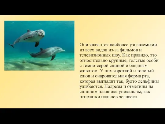 Они являются наиболее узнаваемыми из всех видов из-за фильмов и телевизионных