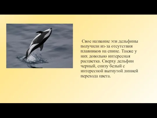 Свое название эти дельфины получили из-за отсутствия плавников на спине. Также