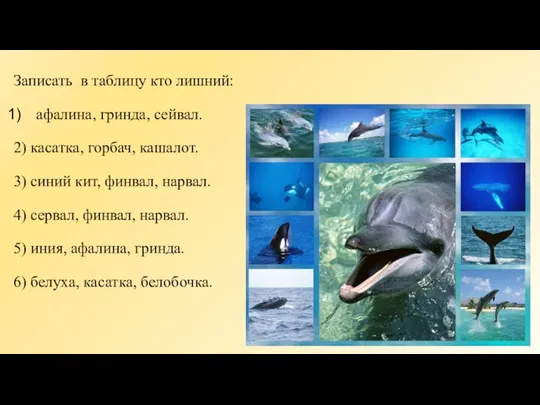 Записать в таблицу кто лишний: афалина, гринда, сейвал. 2) касатка, горбач,