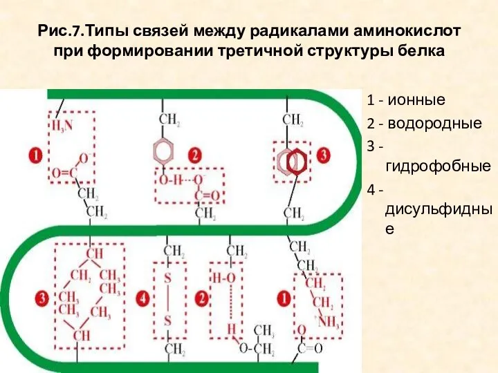 Рис.7.Типы связей между радикалами аминокислот при формировании третичной структуры белка 1