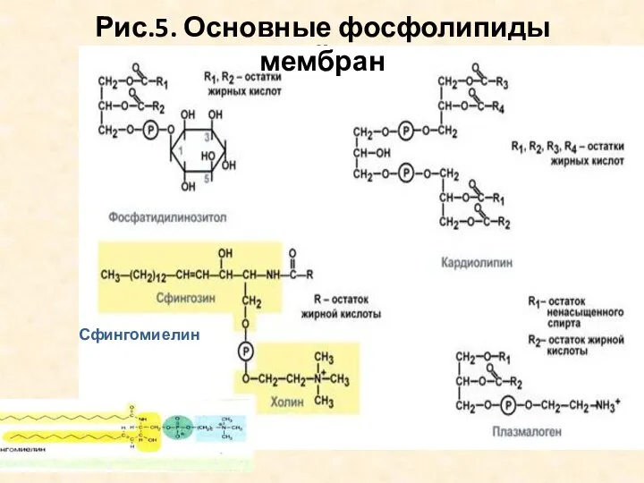 ё Рис.5. Основные фосфолипиды мембран Сфингомиелин