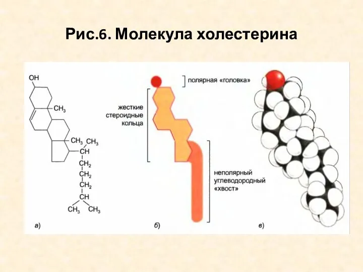 Рис.6. Молекула холестерина