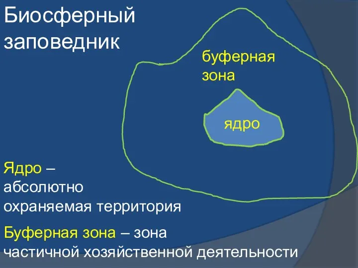 Биосферный заповедник ядро буферная зона Буферная зона – зона частичной хозяйственной