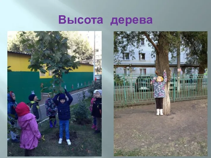 Высота дерева