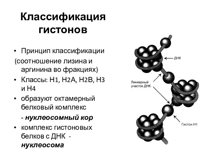 Классификация гистонов Принцип классификации (соотношение лизина и аргинина во фракциях) Классы: