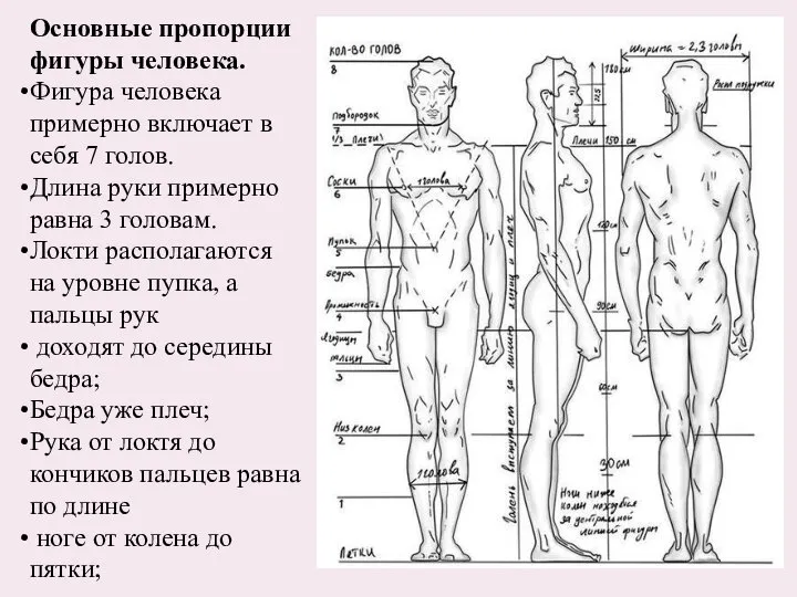 Основные пропорции фигуры человека. Фигура человека примерно включает в себя 7