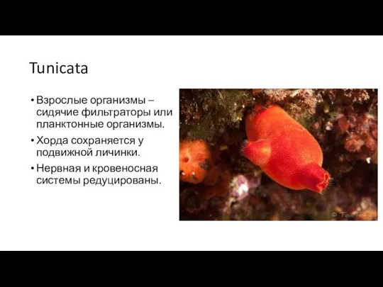 Tunicata Взрослые организмы – сидячие фильтраторы или планктонные организмы. Хорда сохраняется
