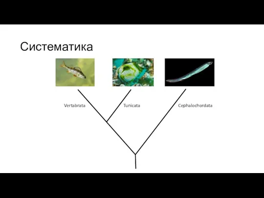 Систематика Cephalochordata Tunicata Vertabrata