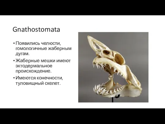 Gnathostomata Появились челюсти, гомологичные жаберным дугам. Жаберные мешки имеют эктодермальное происхождение. Имеются конечности, туловищный скелет.