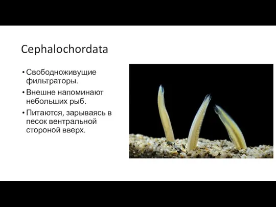Cephalochordata Свободноживущие фильтраторы. Внешне напоминают небольших рыб. Питаются, зарываясь в песок вентральной стороной вверх.