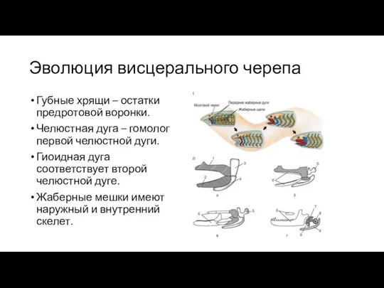 Эволюция висцерального черепа Губные хрящи – остатки предротовой воронки. Челюстная дуга