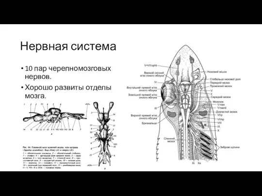 Нервная система 10 пар черепномозговых нервов. Хорошо развиты отделы мозга.