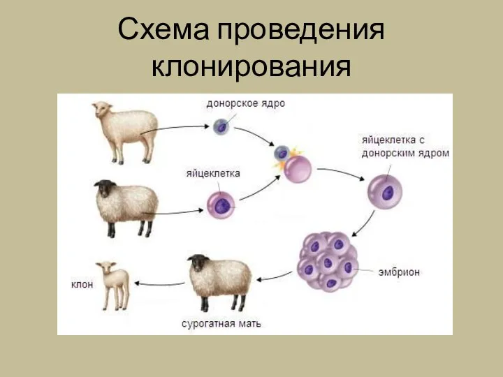 Схема проведения клонирования