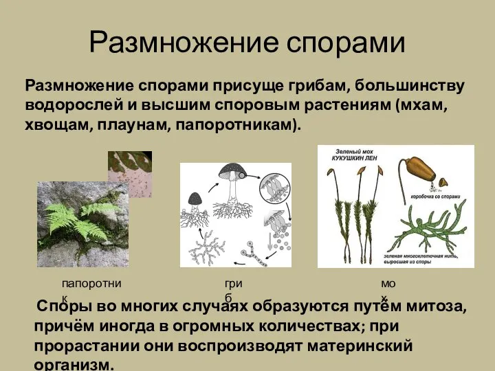 Размножение спорами Споры во многих случаях образуются путём митоза, причём иногда