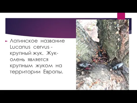 Латинское название Lucanus cervus -крупный жук. Жук-олень является крупным жуком на территории Европы.