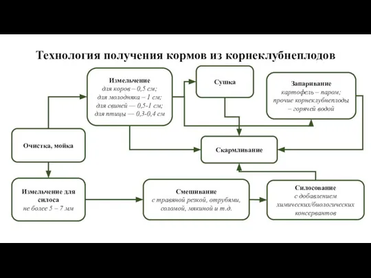 Технология получения кормов из корнеклубнеплодов Очистка, мойка Измельчение для коров –