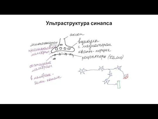 Ультраструктура синапса