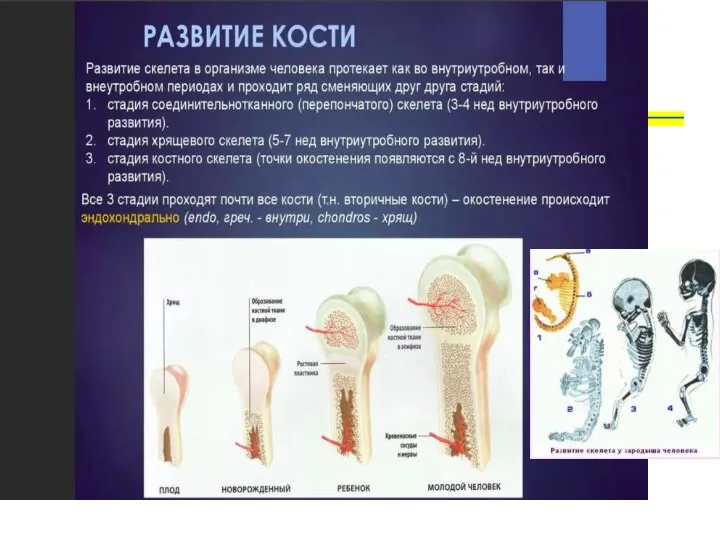 Развитие кости у детей