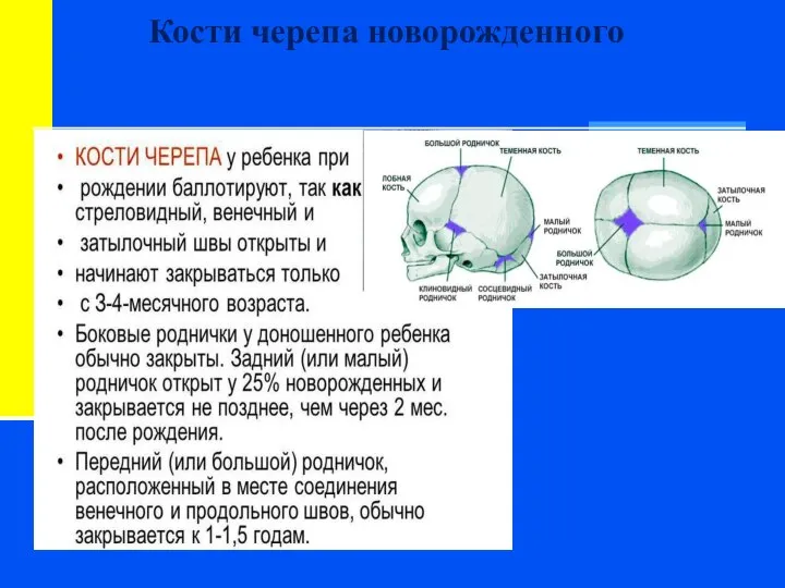 Кости черепа новорожденного Закладка костной системы закладывается на 2 мес. в/утробного