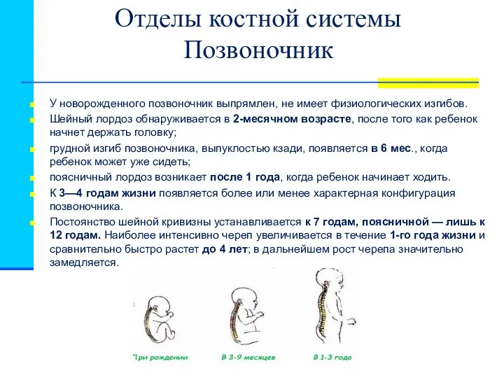 Отделы костной системы Позвоночник У новорожденного позвоночник выпрямлен, не имеет физиологических